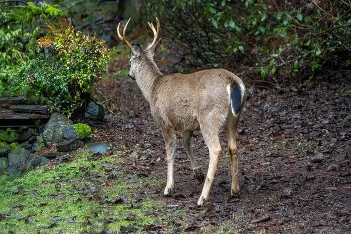 Framed Print : Issaquah, Washington, USA. Rear view of a male Black-tailed Deer standing in a yard next to a forest Framed Print : Issaquah, Washington, USA. Rear view of a male Black-tailed Deer standing in a yard next to a forest