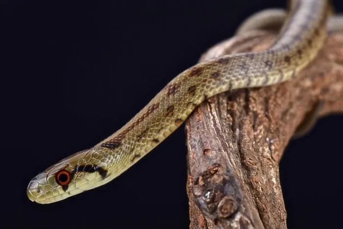 Framed Print : Italian Aesculapian Snake (Zamenis lineatus) Framed Print : Italian Aesculapian Snake (Zamenis lineatus)