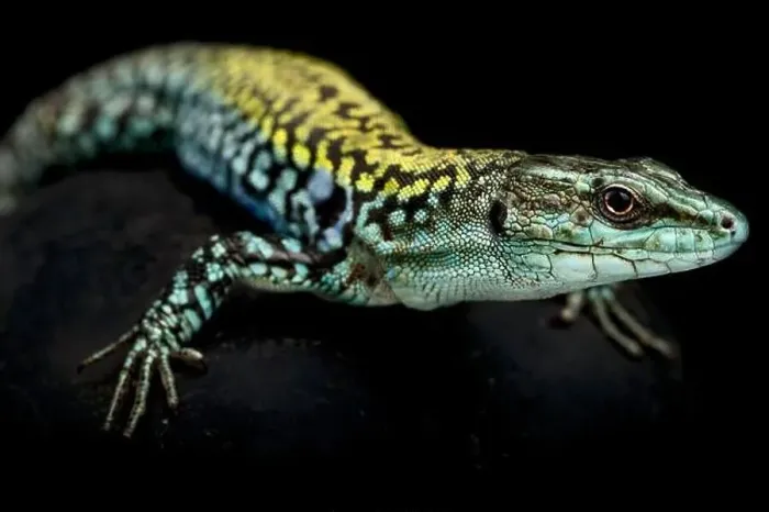 Framed Print : Italian wall lizard (Podarcis siculus siculus) Framed Print : Italian wall lizard (Podarcis siculus siculus)