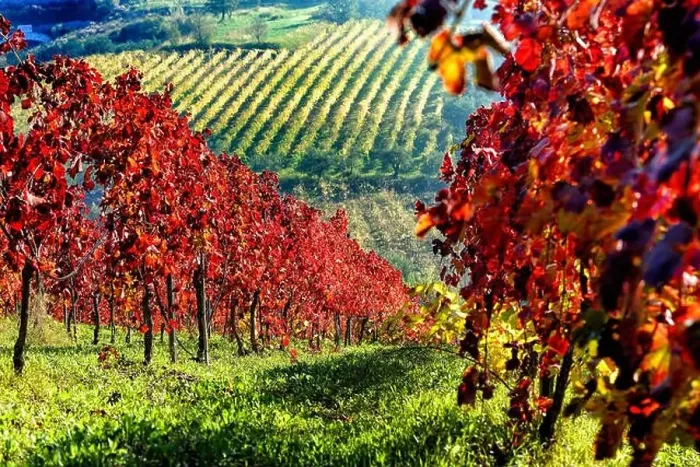 Framed Print : Italy Campania Guardia Sanframondi (Bn) agricultural landscape Framed Print : Italy Campania Guardia Sanframondi (Bn) agricultural landscape