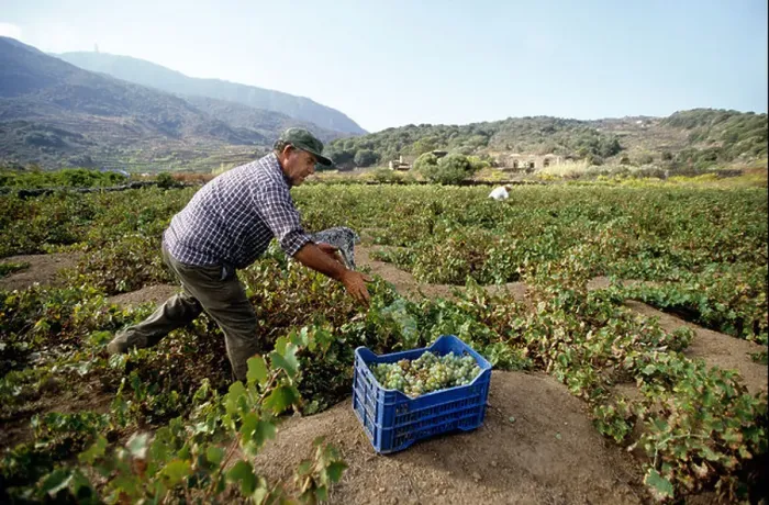 Framed Print : Italy, Sicily, Pantelleria, wine picking in the wine domain of Bartoli Framed Print : Italy, Sicily, Pantelleria, wine picking in the wine domain of Bartoli