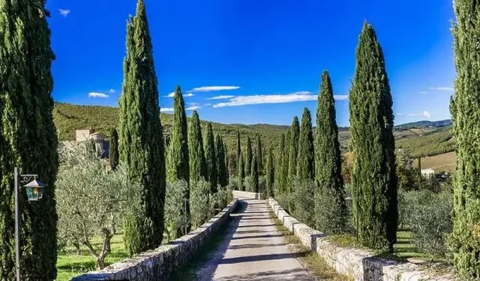 Framed Print : Italy, Tuscany landscape. alley with cypresses. typical tuscan scenery and road decoration Framed Print : Italy, Tuscany landscape. alley with cypresses. typical tuscan scenery and road decoration