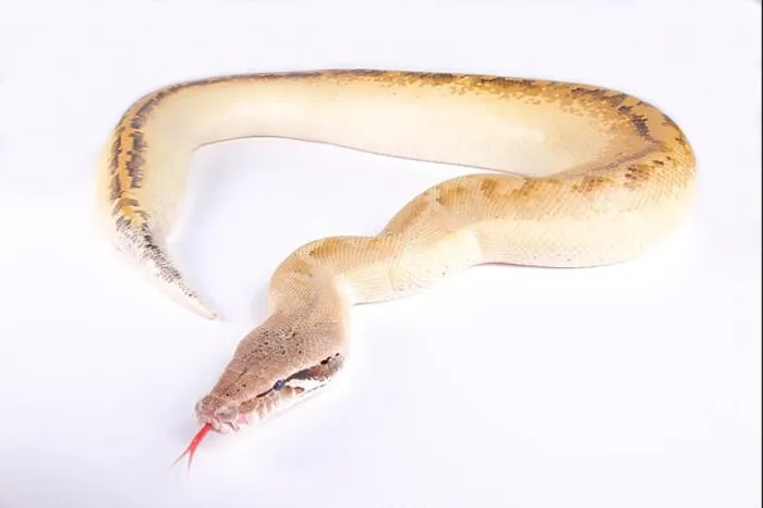 Framed Print : Ivory blood python, Python brongersmai Framed Print : Ivory blood python, Python brongersmai