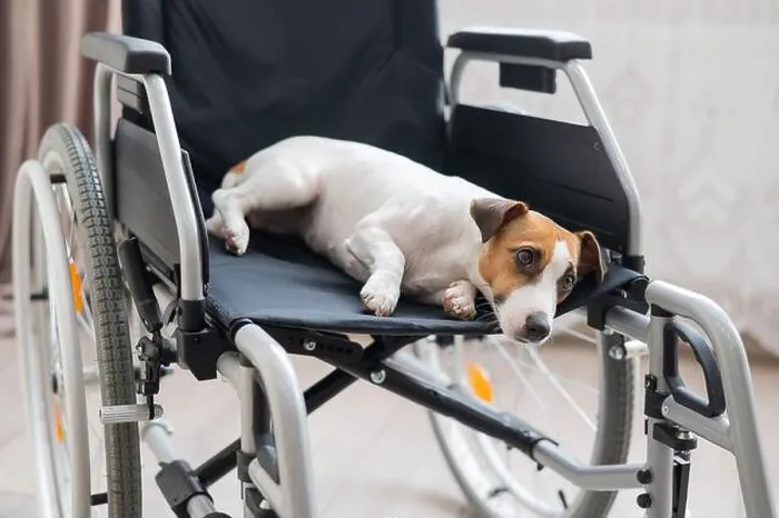 Framed Print : Jack Russell Terrier dog sits in a wheelchair. A devoted friend is waiting for the owner Framed Print : Jack Russell Terrier dog sits in a wheelchair. A devoted friend is waiting for the owner
