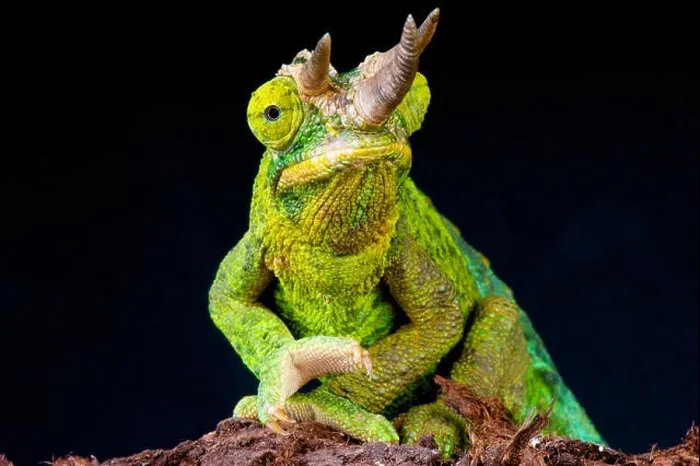 Framed Print : Jackson Chameleon / Trioceros jacksonii Framed Print : Jackson Chameleon / Trioceros jacksonii