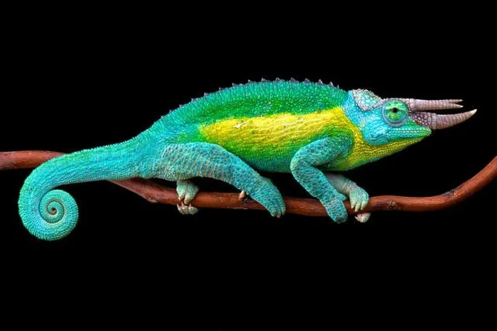 Framed Print : Jackson's chameleon (Trioceros jacksonii jacksonii) Framed Print : Jackson's chameleon (Trioceros jacksonii jacksonii)