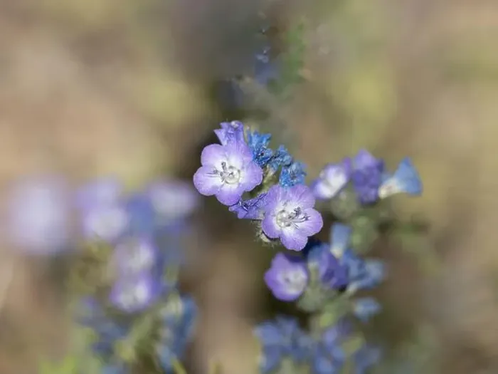 Framed Print : Jacob's Ladder Macro Garden Wildflowers in Alaska Framed Print : Jacob's Ladder Macro Garden Wildflowers in Alaska