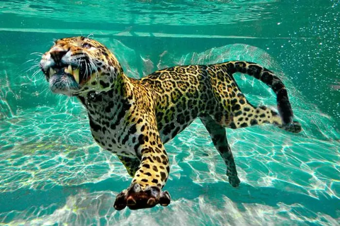 Framed Print : Jaguar (Panthera onca) swimming underwater, C. and S. America, Captivity Framed Print : Jaguar (Panthera onca) swimming underwater, C. and S. America, Captivity