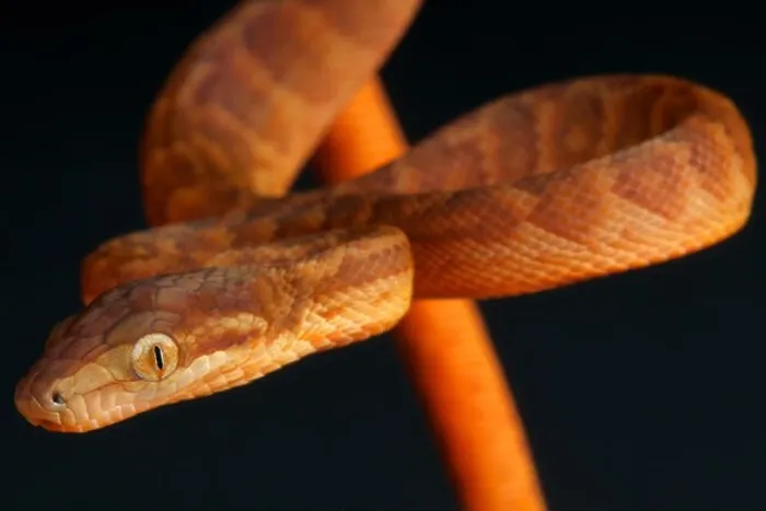 Framed Print : Jamaican boa / Epicrates subflavus Framed Print : Jamaican boa / Epicrates subflavus