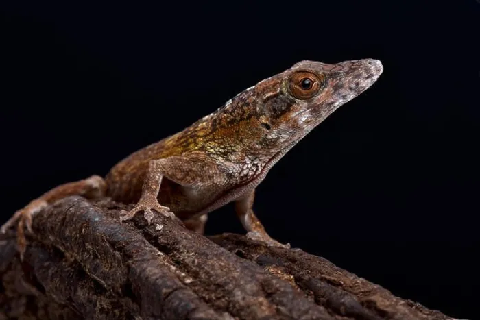 Framed Print : Jamaican twig anole (Anolis valencienni) Framed Print : Jamaican twig anole (Anolis valencienni)