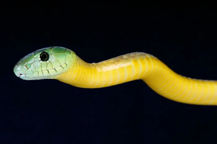Framed Print : Jameson's Mamba / Dendroaspis jamesoni Framed Print : Jameson's Mamba / Dendroaspis jamesoni