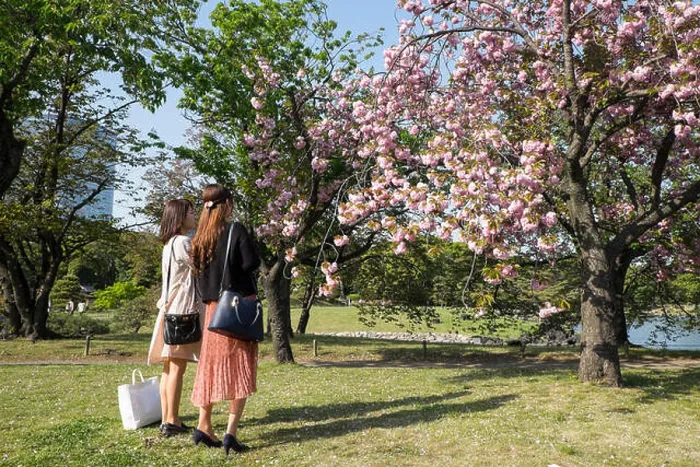 Framed Print : Japan, Honshu Island, Tokyo: young women looking at blooming cherry trees at Hamarikyu Gardens Framed Print : Japan, Honshu Island, Tokyo: young women looking at blooming cherry trees at Hamarikyu Gardens