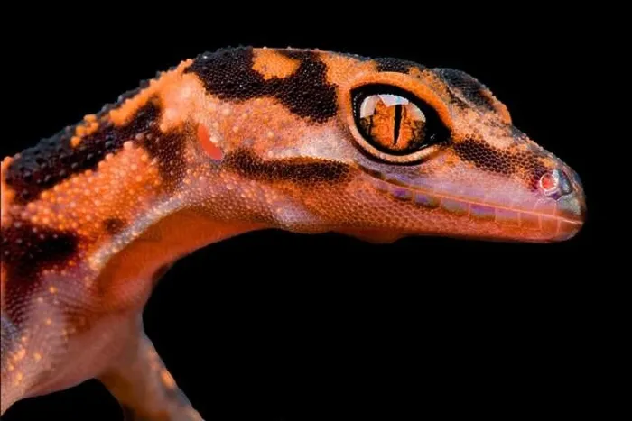 Framed Print : The Japanese Cave Gecko (Goniurosaurus orientalis) is considered and rare and uncommon species Framed Print : The Japanese Cave Gecko (Goniurosaurus orientalis) is considered and rare and uncommon species