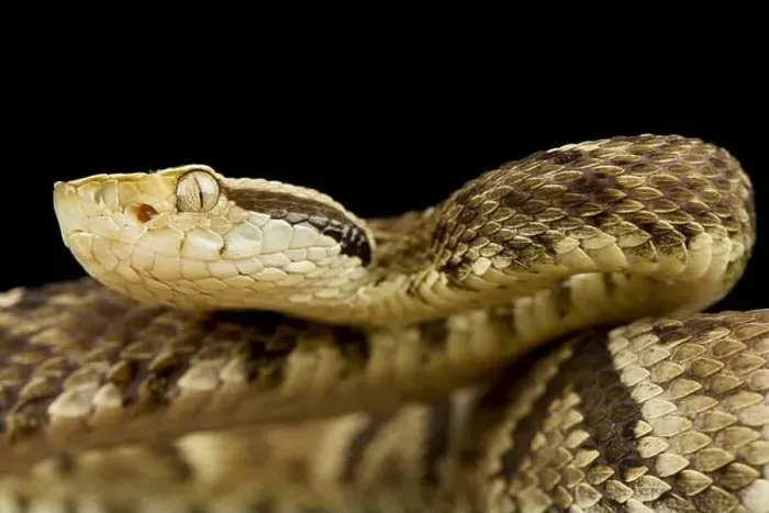 Framed Print : Jararaca (Bothrops jararaca) Framed Print : Jararaca (Bothrops jararaca)