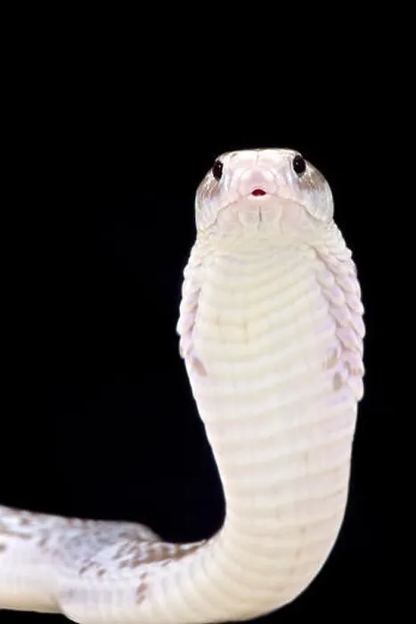 Framed Print : Javan spitting cobra (Naja sputatrix) Framed Print : Javan spitting cobra (Naja sputatrix)