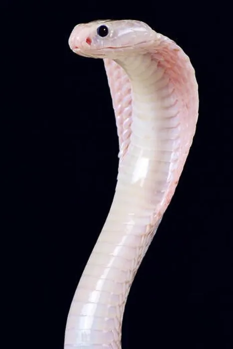 Framed Print : Javan spitting cobra (Naja sputratrix) Framed Print : Javan spitting cobra (Naja sputratrix)
