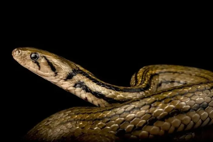 Framed Print : Javanese keel back water snake (Fowlea melanzosta) Framed Print : Javanese keel back water snake (Fowlea melanzosta)
