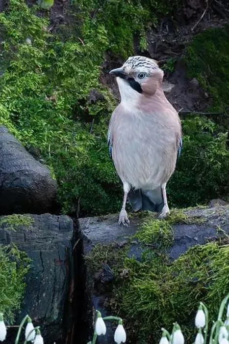 Framed Print : A Jay perched on a branch in a Scottish forest Framed Print : A Jay perched on a branch in a Scottish forest