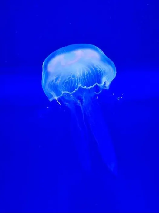 Framed Print : Jellyfish Framed Print : Jellyfish