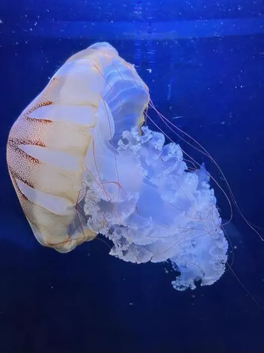 Framed Print : Jellyfish in Aquarium of Pula in Istria, Croatia. The background is blue and clear Framed Print : Jellyfish in Aquarium of Pula in Istria, Croatia. The background is blue and clear