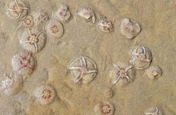 Framed Print : Jellyfish on the beach under the sunlight Framed Print : Jellyfish on the beach under the sunlight
