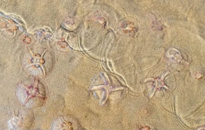 Framed Print : Jellyfish on the beach under the sunlight Framed Print : Jellyfish on the beach under the sunlight