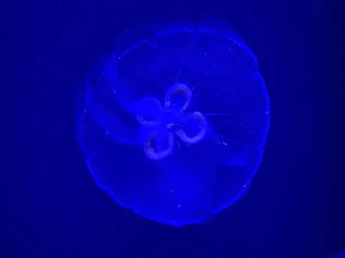 Framed Print : Jellyfish at the Georgia Aquarium Framed Print : Jellyfish at the Georgia Aquarium