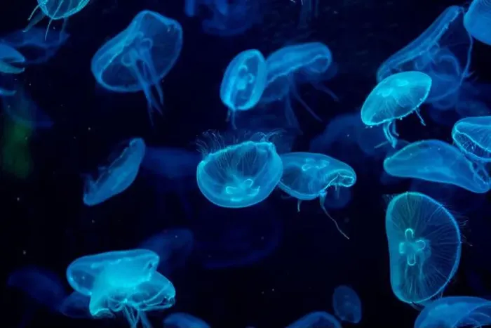 Framed Print : jellyfish glowing blue on a dark blue background Framed Print : jellyfish glowing blue on a dark blue background