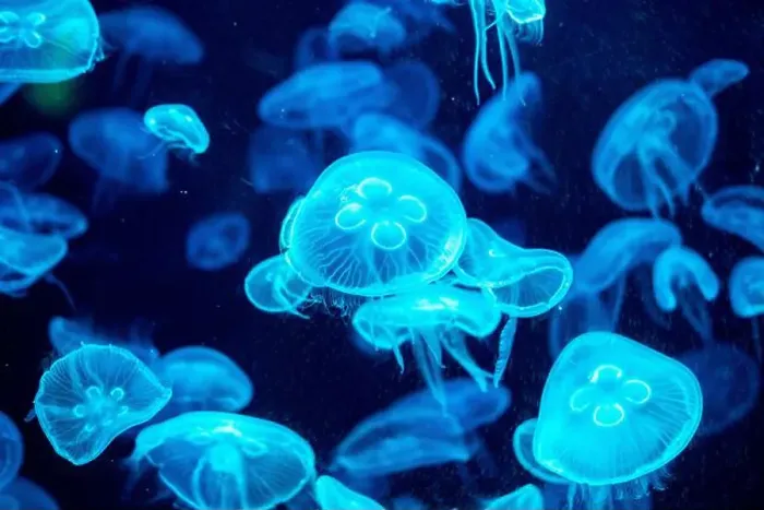 Framed Print : jellyfish glowing blue on a dark blue background Framed Print : jellyfish glowing blue on a dark blue background