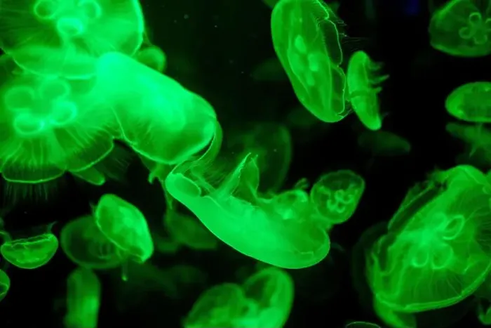 Framed Print : jellyfish glowing green on a black background Framed Print : jellyfish glowing green on a black background
