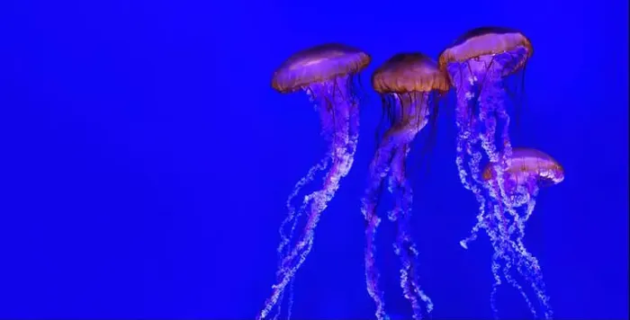 Framed Print : Four jellyfish gracefully swimming in a stunning blue aquarium Framed Print : Four jellyfish gracefully swimming in a stunning blue aquarium