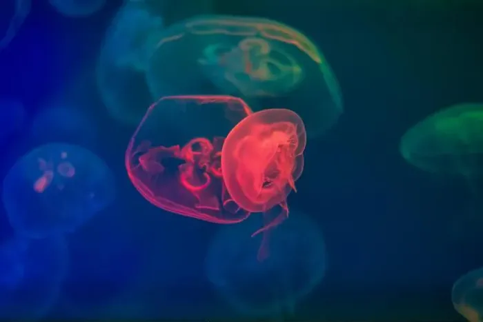 Framed Print : Jellyfish in their natural habitat Framed Print : Jellyfish in their natural habitat