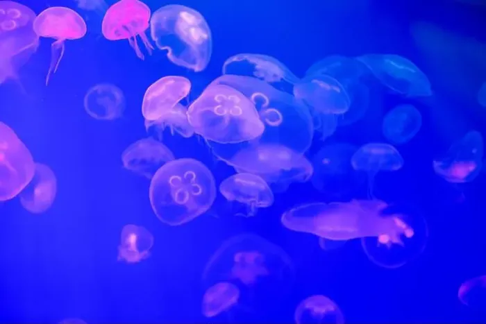 Framed Print : Jellyfish in their natural habitat. Oceanarium, wildlife, colorful underwater world, natural background Framed Print : Jellyfish in their natural habitat. Oceanarium, wildlife, colorful underwater world, natural background