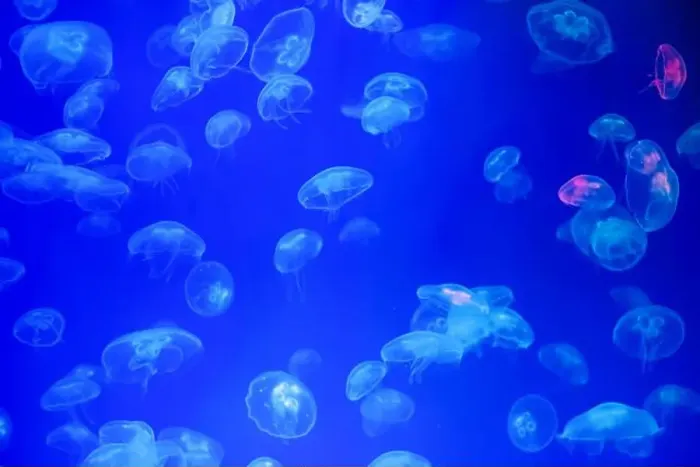 Framed Print : Jellyfish in their natural habitat. Oceanarium, wildlife, colorful underwater world, natural background Framed Print : Jellyfish in their natural habitat. Oceanarium, wildlife, colorful underwater world, natural background