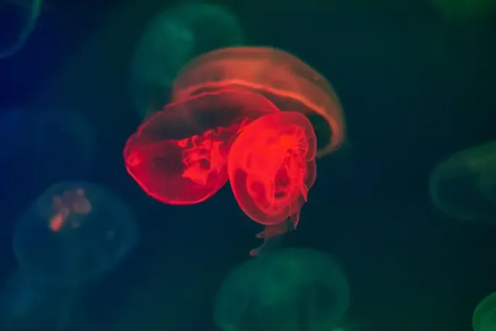 Framed Print : Jellyfish in their natural habitat. Oceanarium, wildlife, colorful underwater world, natural background Framed Print : Jellyfish in their natural habitat. Oceanarium, wildlife, colorful underwater world, natural background