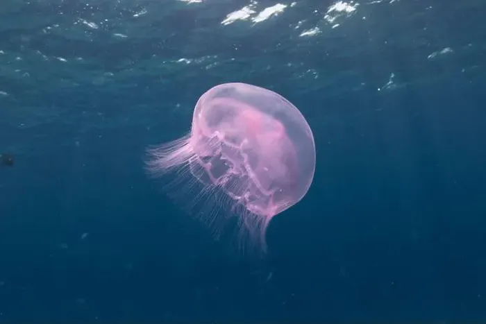 Framed Print : Jellyfish in the Red Sea are colorful and beautiful, Eilat Israel Framed Print : Jellyfish in the Red Sea are colorful and beautiful, Eilat Israel