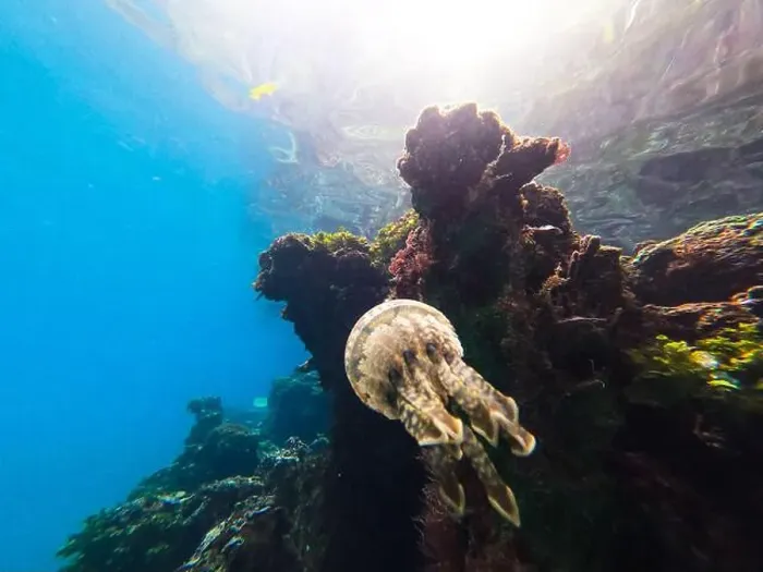 Framed Print : Jellyfish swimming near a vibrant coral reef in clear tropical waters Framed Print : Jellyfish swimming near a vibrant coral reef in clear tropical waters
