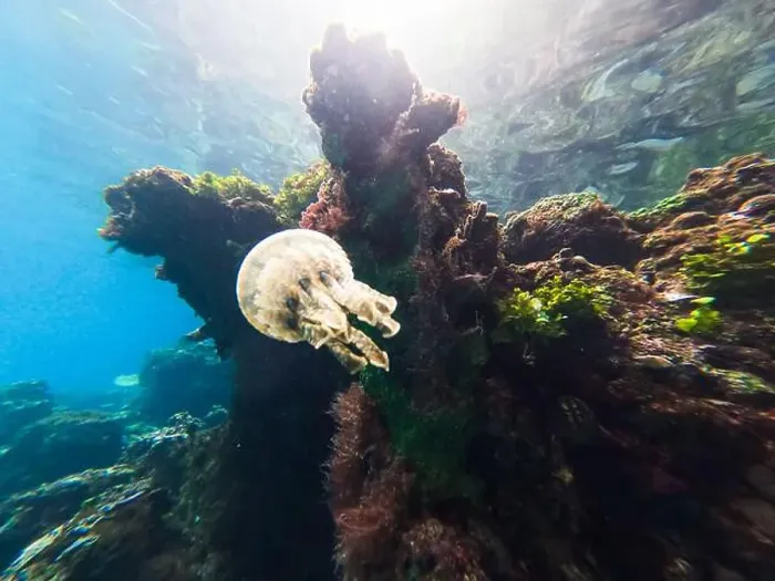 Framed Print : Jellyfish swimming near a vibrant coral reef in clear tropical waters Framed Print : Jellyfish swimming near a vibrant coral reef in clear tropical waters