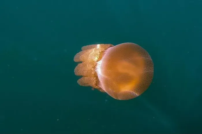 Framed Print : Jellyfish swimming in the ocean Framed Print : Jellyfish swimming in the ocean