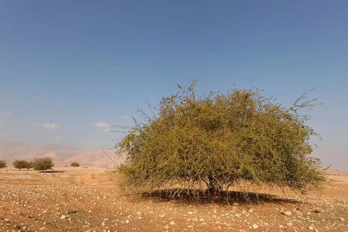 Framed Print : Jericho Balsam tree Balanites Aegyptiaca in the Jordan Valley Framed Print : Jericho Balsam tree Balanites Aegyptiaca in the Jordan Valley
