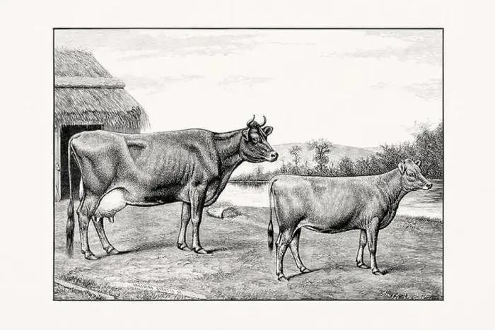 Framed Print : Jersey Cattle. Vintage cattle illustration from an 1887 livestock book Framed Print : Jersey Cattle. Vintage cattle illustration from an 1887 livestock book