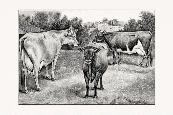 Framed Print : Jersey Cattle. Vintage cattle illustration from an 1887 livestock book Framed Print : Jersey Cattle. Vintage cattle illustration from an 1887 livestock book