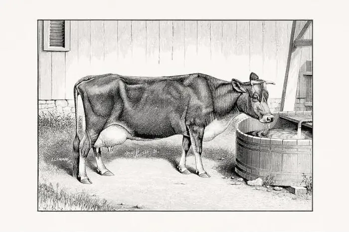 Framed Print : Jersey Cattle. Vintage cattle illustration of a cow from an 1887 livestock book Framed Print : Jersey Cattle. Vintage cattle illustration of a cow from an 1887 livestock book
