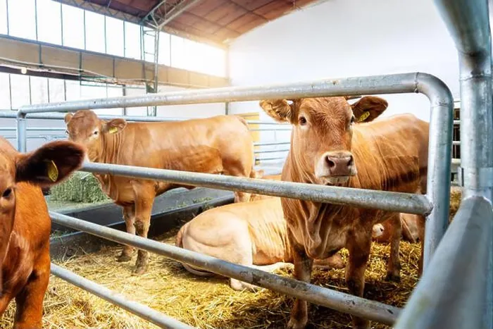 Framed Print : Jersey cows in a barn on a livestock farm Framed Print : Jersey cows in a barn on a livestock farm