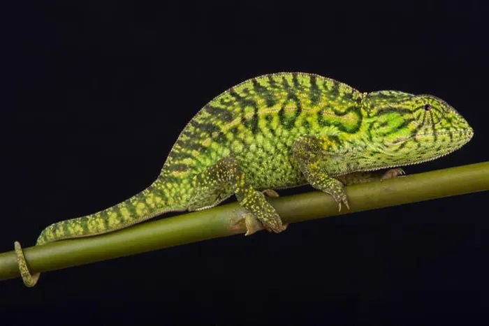 Framed Print : Jeweled chameleon / Furcifer lateralis Framed Print : Jeweled chameleon / Furcifer lateralis