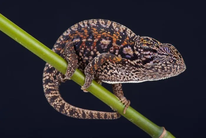 Framed Print : Jeweled chameleon / Furcifer lateralis Framed Print : Jeweled chameleon / Furcifer lateralis
