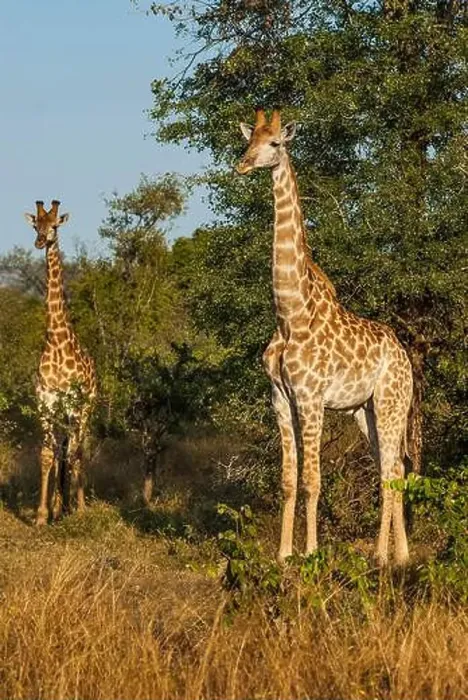 Framed Print : Jiraffa, Giraffa camelopardalis, in African Savannah environment, Kruger National Park, South Africa Framed Print : Jiraffa, Giraffa camelopardalis, in African Savannah environment, Kruger National Park, South Africa