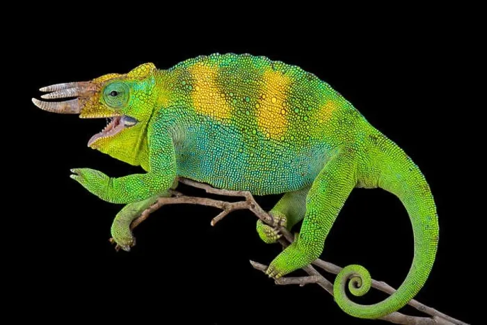 Framed Print : Johnston's chameleon, Trioceros johnstoni Framed Print : Johnston's chameleon, Trioceros johnstoni