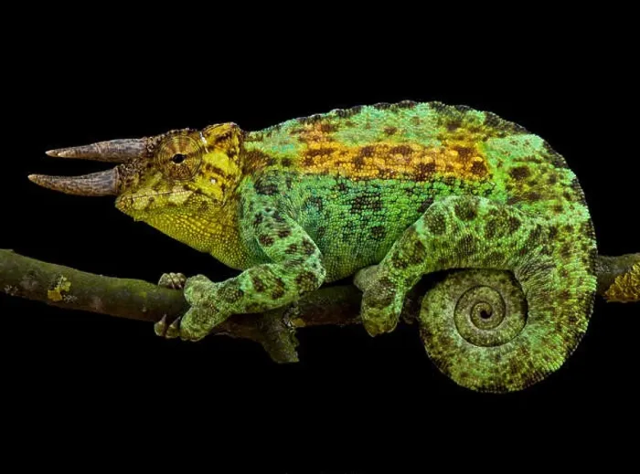 Framed Print : Johnston's chameleon, Trioceros johnstoni Framed Print : Johnston's chameleon, Trioceros johnstoni