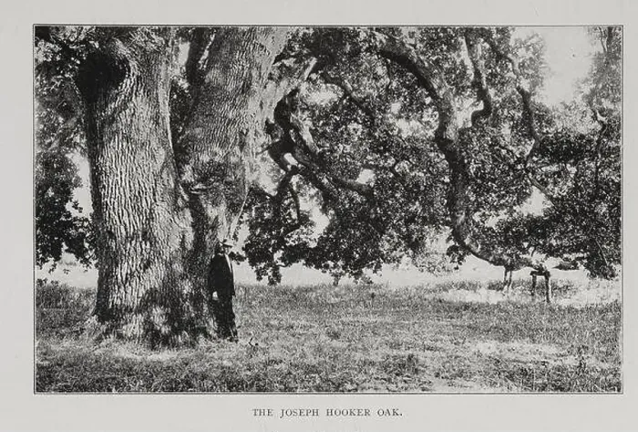 Framed Print : The Joseph Hooker Oak [ Hooker Oak was an extremely large valley oak tree (Quercus lobata) in Chico Framed Print : The Joseph Hooker Oak [ Hooker Oak was an extremely large valley oak tree (Quercus lobata) in Chico